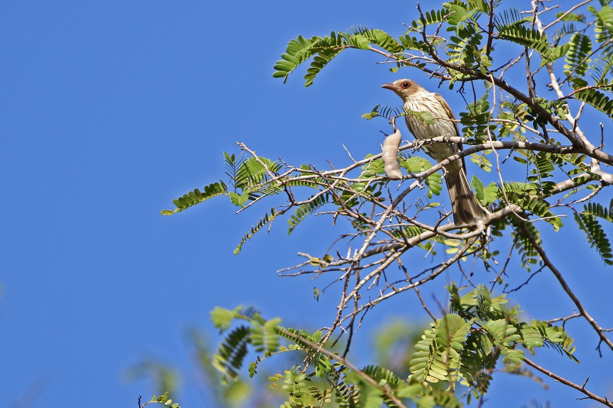 Green Figbird - ML652185875