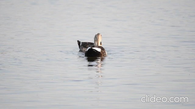 Indian Spot-billed Duck - ML652185876