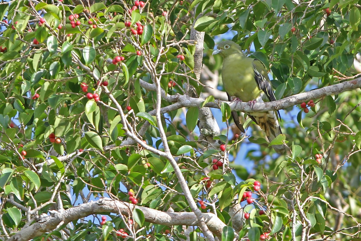 Timor Green-Pigeon - ML652185881