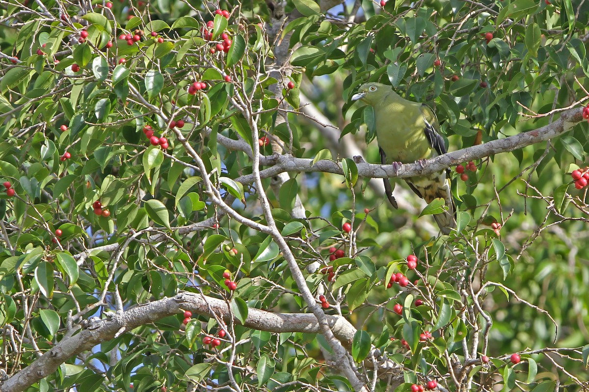 Timor Green-Pigeon - ML652185884