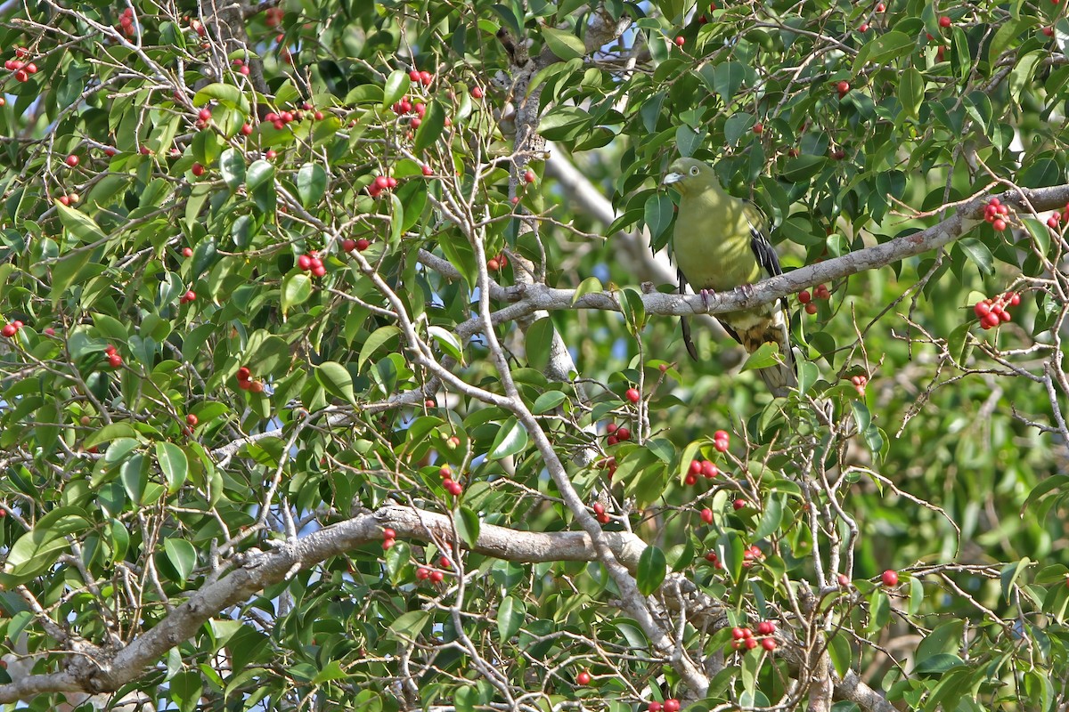 Timor Green-Pigeon - ML652185886