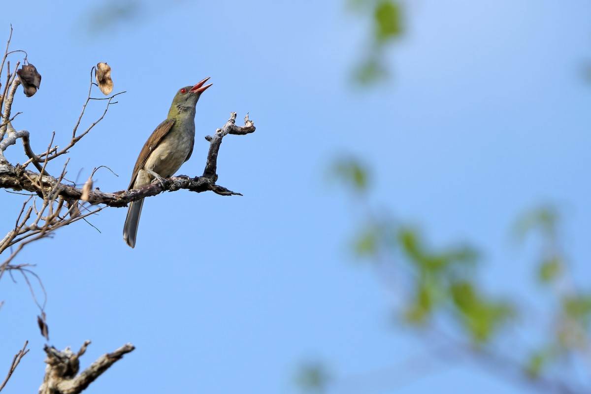 Timor Oriole - ML652185896