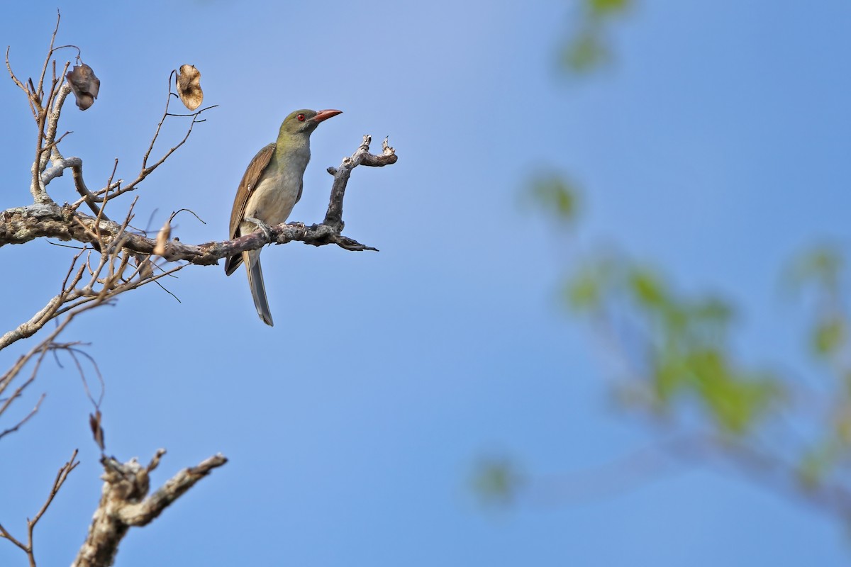 Timor Oriole - ML652185898
