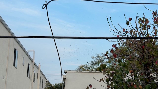 California Gull - ML652186077