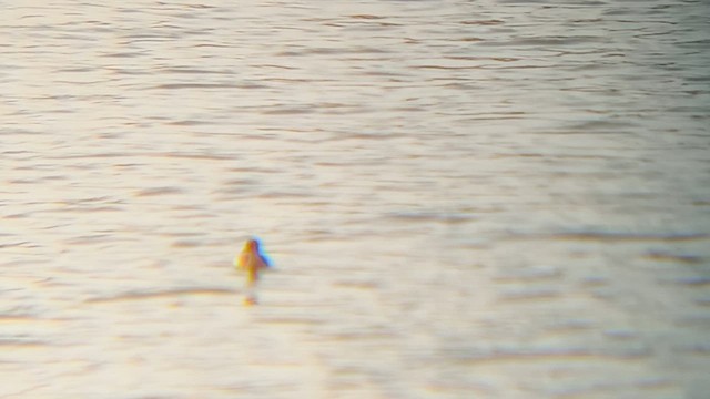 Хурган шунгуур - ML652186101