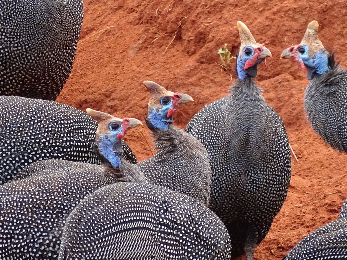 Helmeted Guineafowl - ML65218611