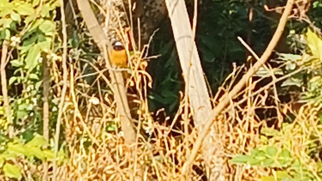 Дагуур гал сүүлт - ML652186115