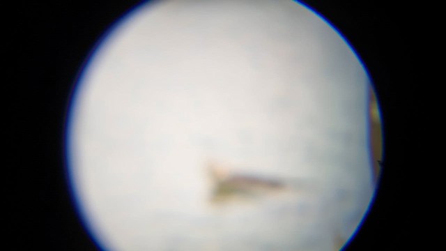 Хөх цэгцгий - ML652186131