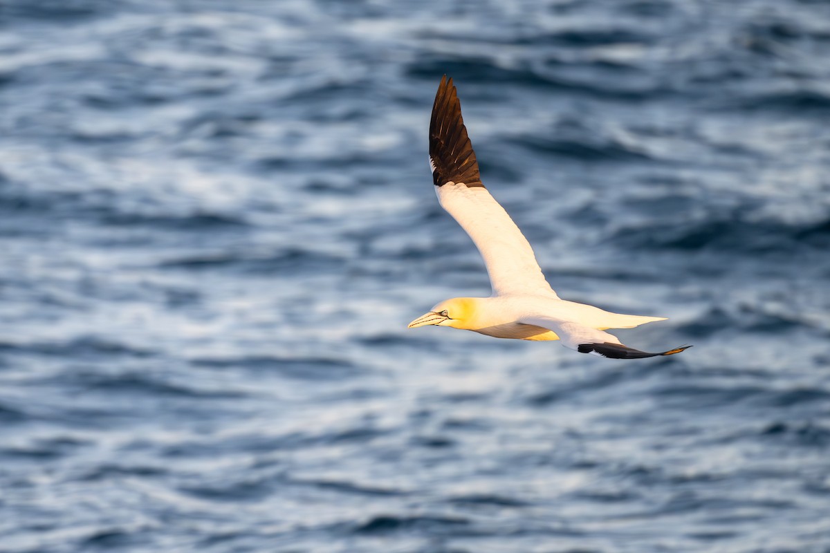 Sümsük - ML652186141