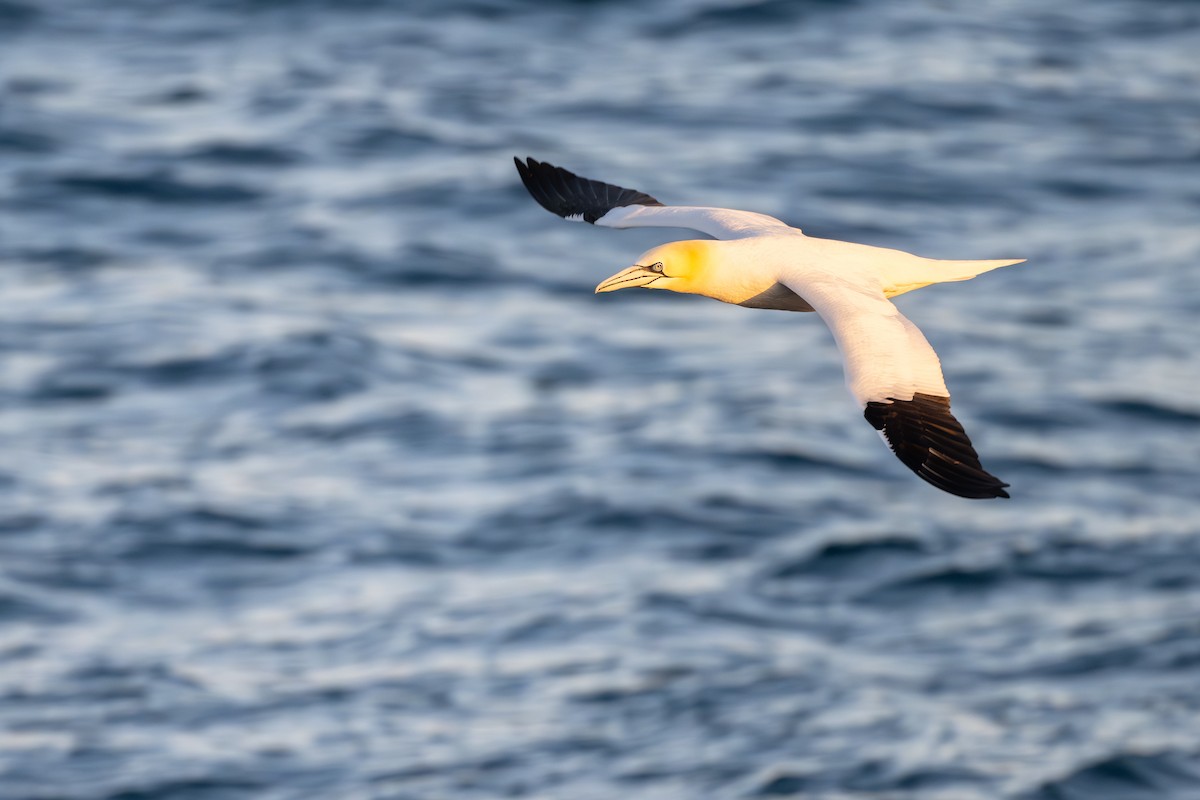 Sümsük - ML652186148