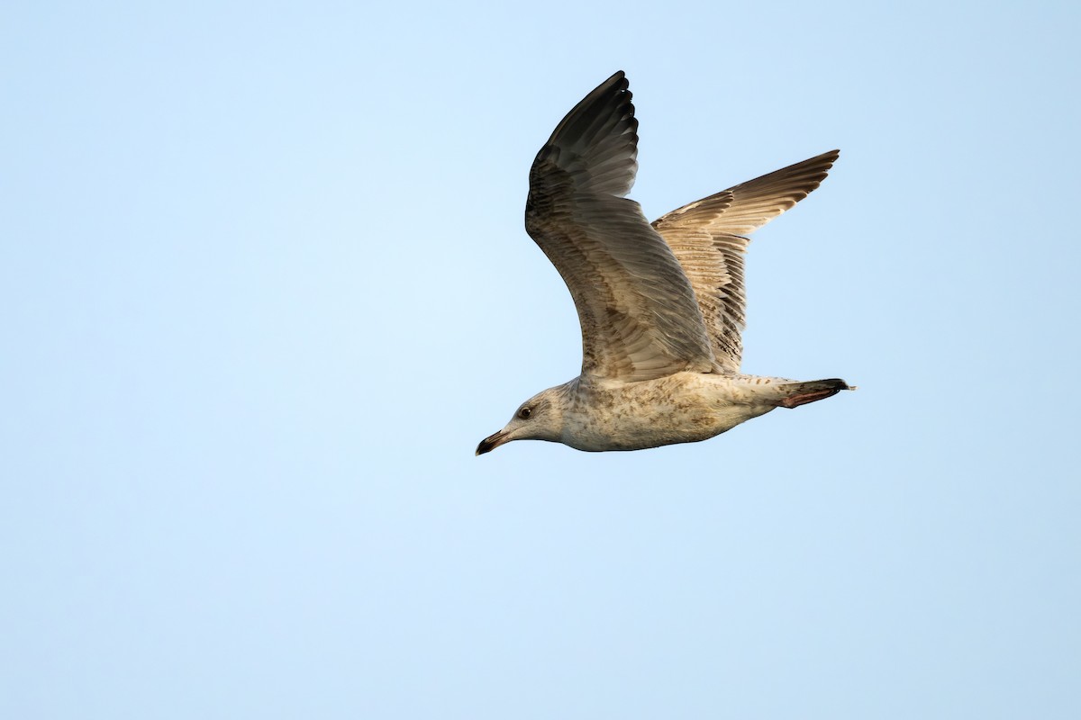 Kuzey Gümüş Martısı - ML652186149