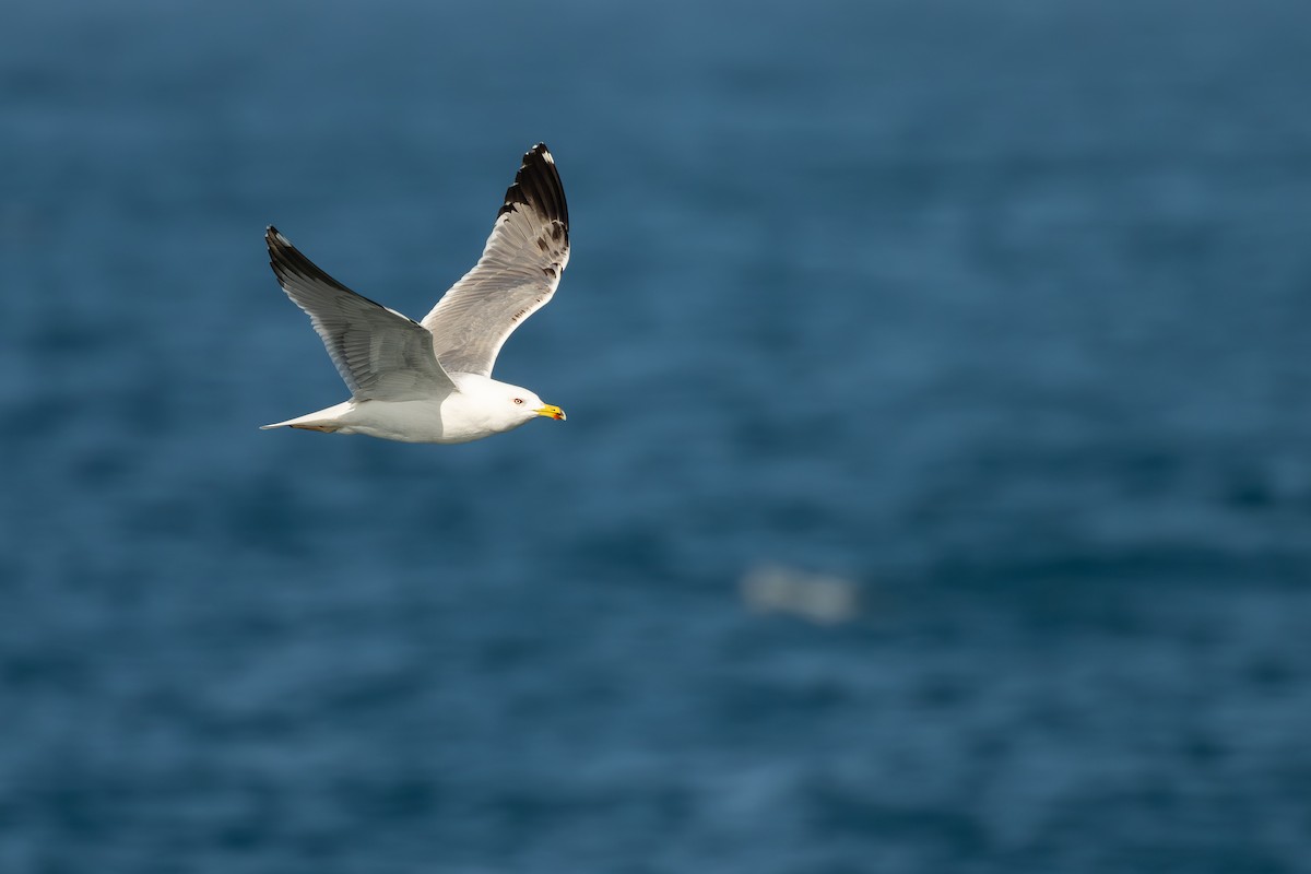 Gümüş Martı - ML652186150