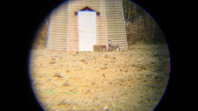 Oriental Magpie-Robin - ML652186151