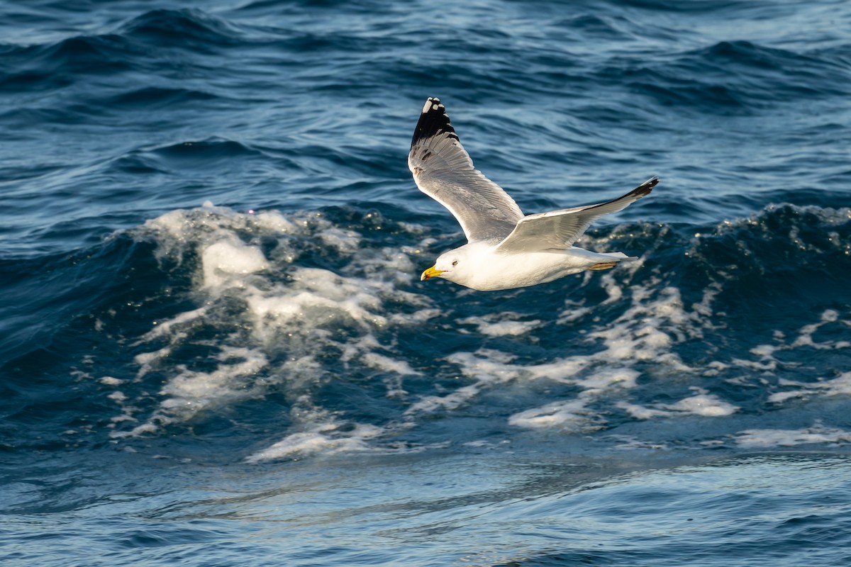 Gümüş Martı - ML652186153