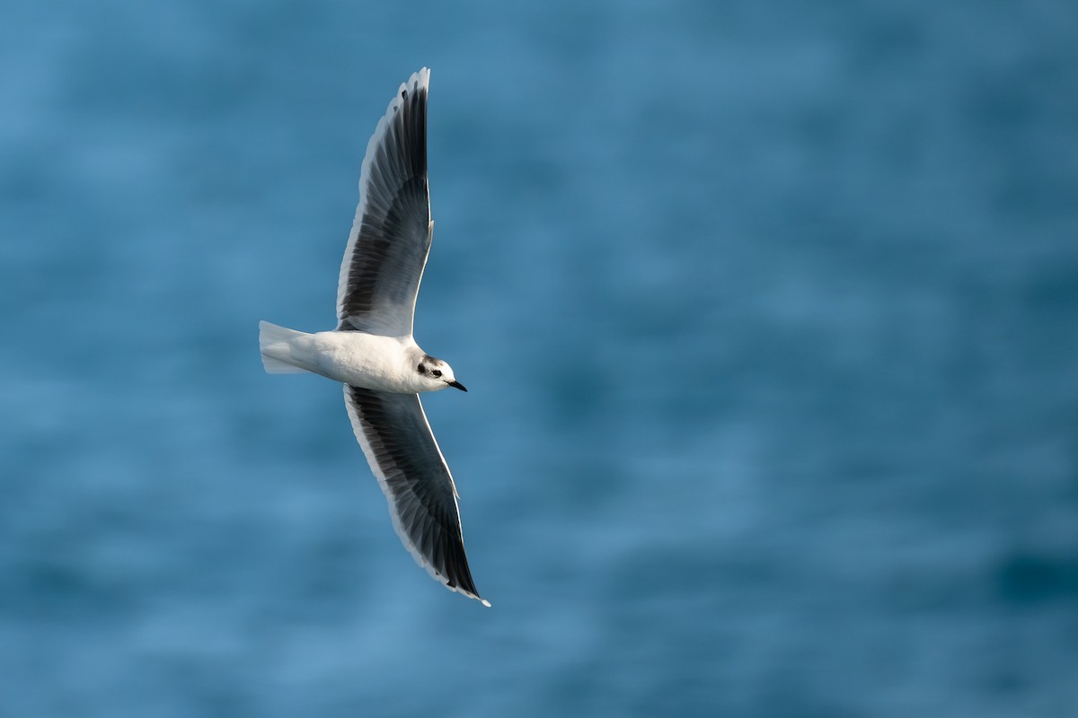 Küçük Martı - ML652186158