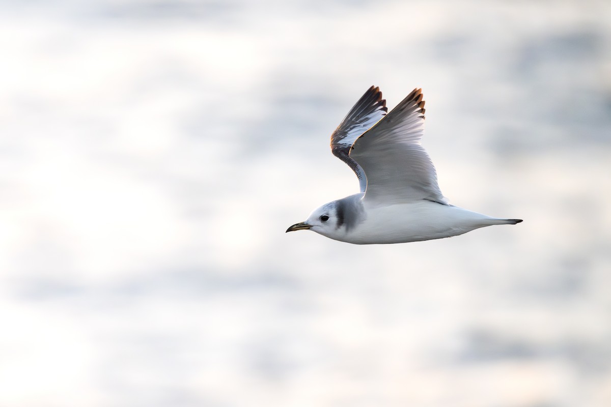 Kara Ayaklı Martı - ML652186167