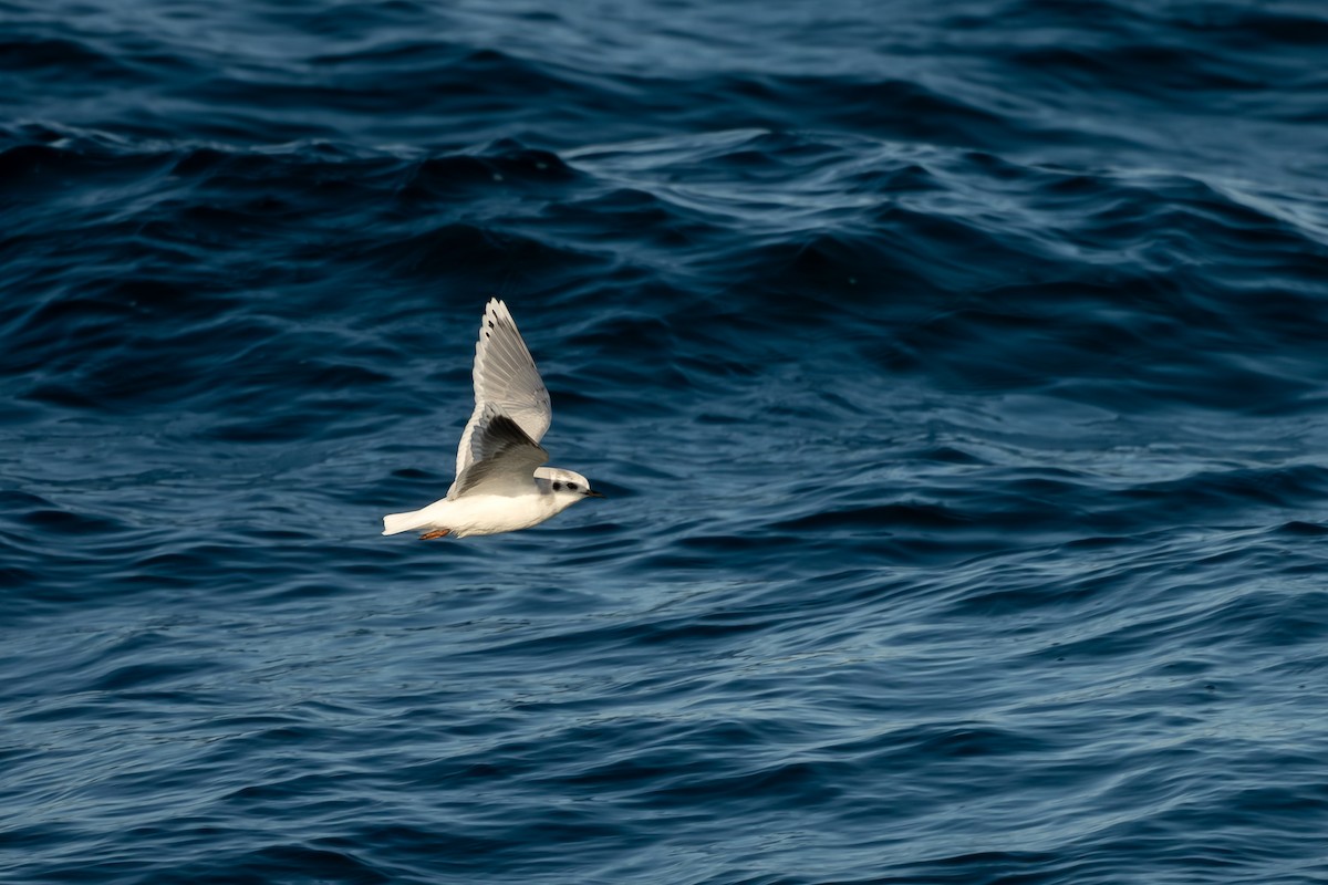 Küçük Martı - ML652186176