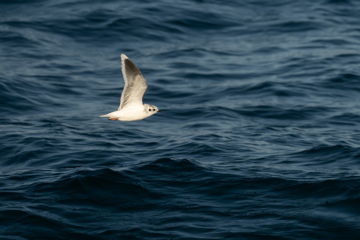 Küçük Martı - ML652186177