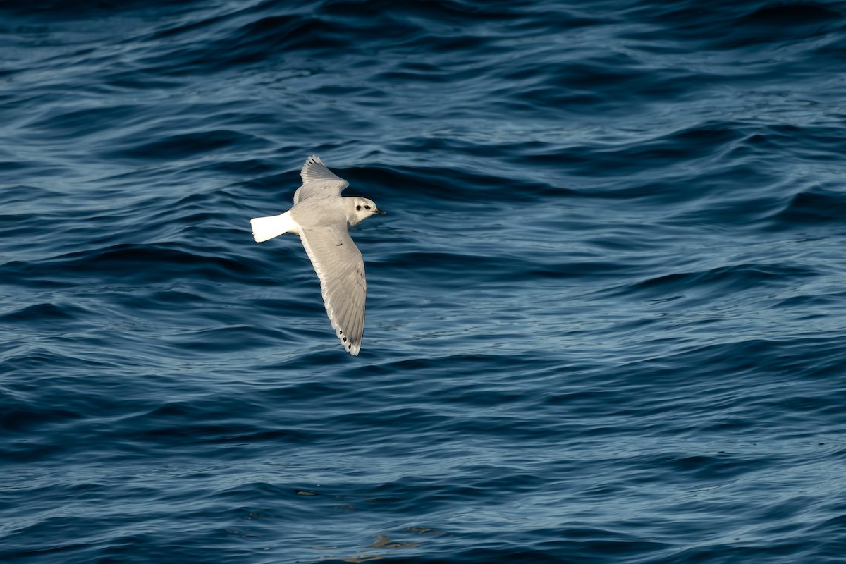 Küçük Martı - ML652186178