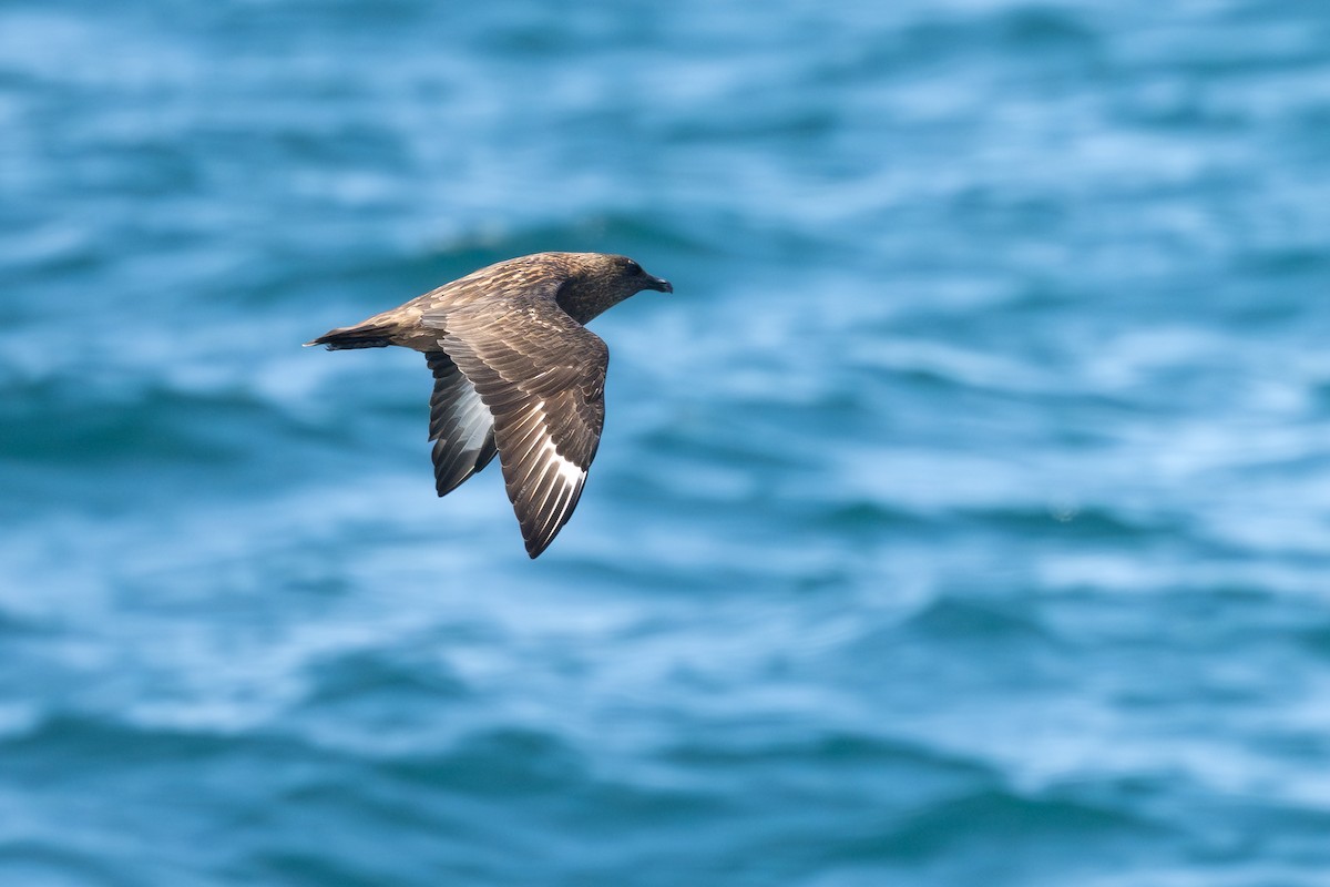 Büyük Korsanmartı - ML652186180