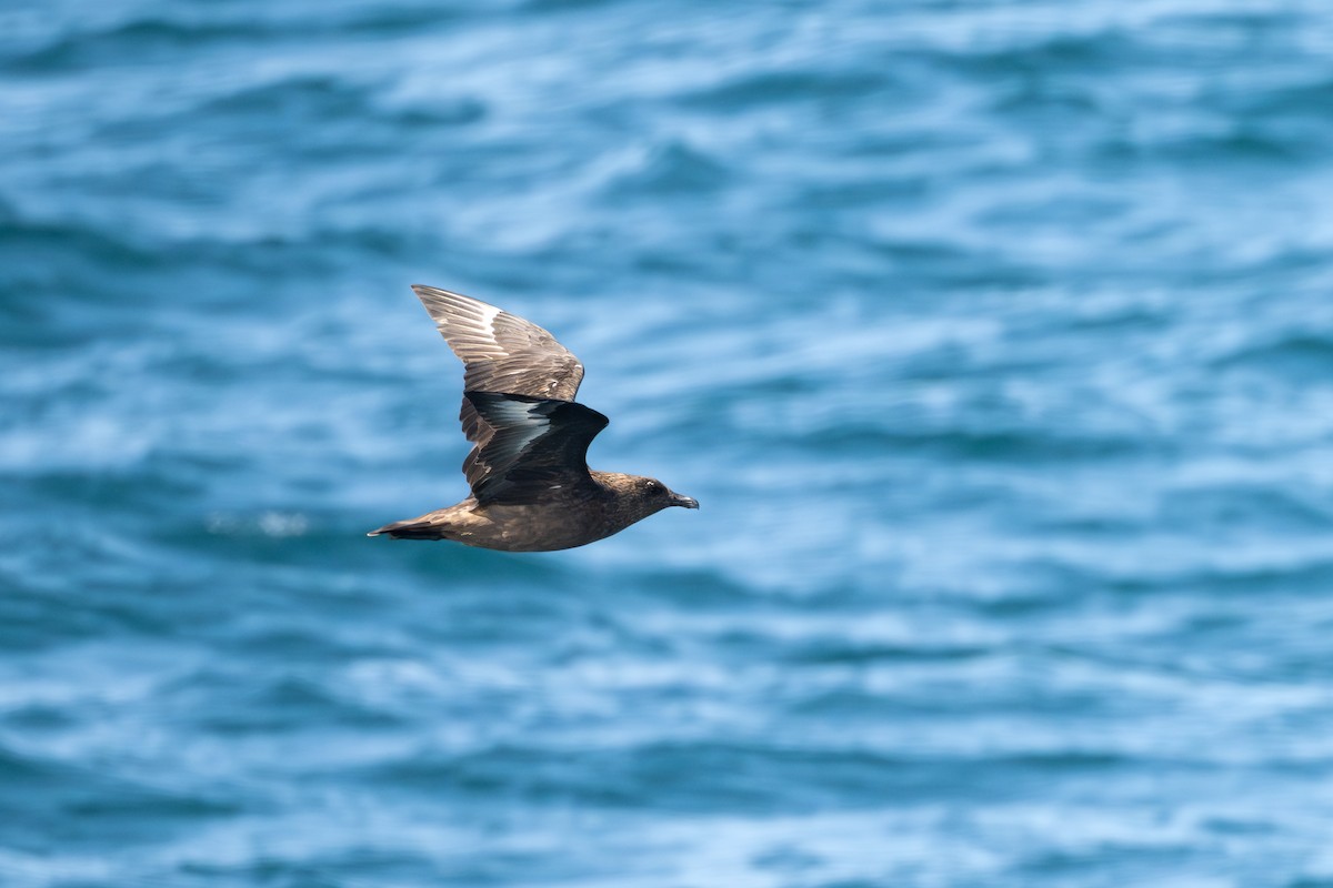 Büyük Korsanmartı - ML652186181