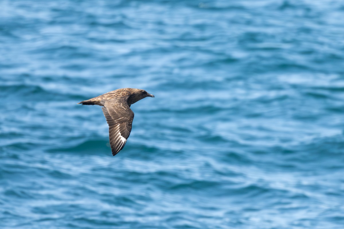 Büyük Korsanmartı - ML652186182