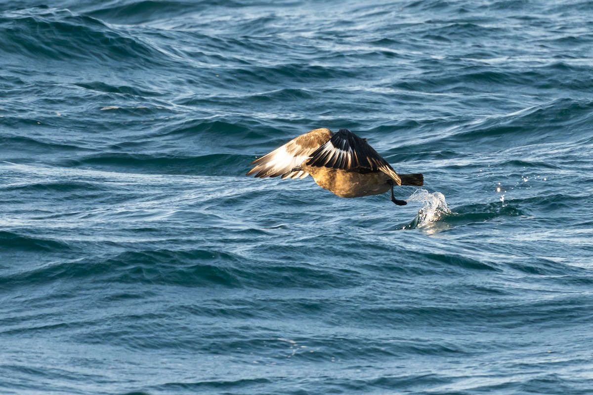 Büyük Korsanmartı - ML652186190