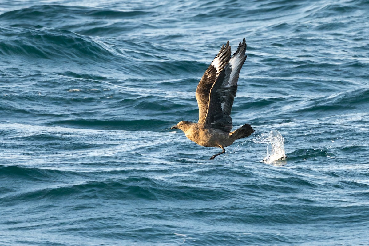 Büyük Korsanmartı - ML652186191