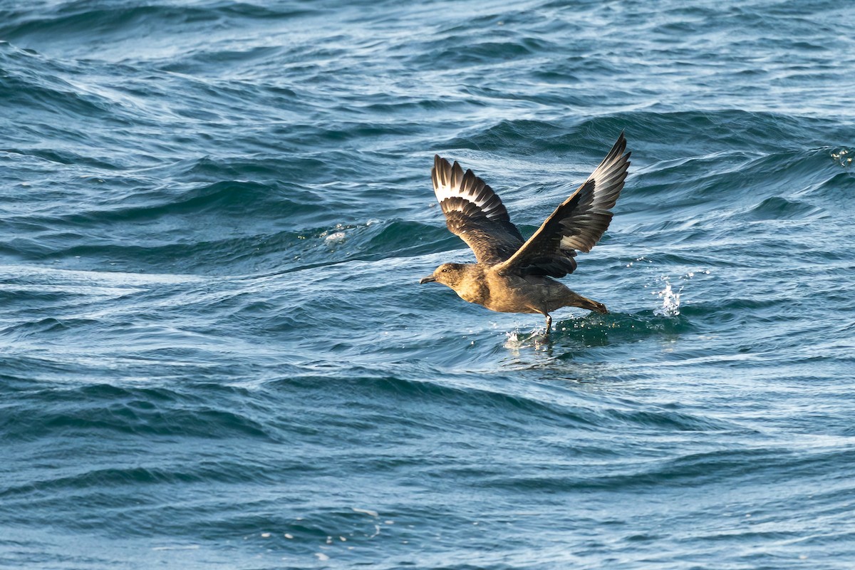 Büyük Korsanmartı - ML652186192