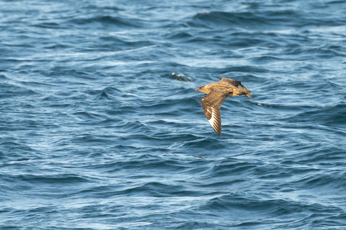 Büyük Korsanmartı - ML652186206