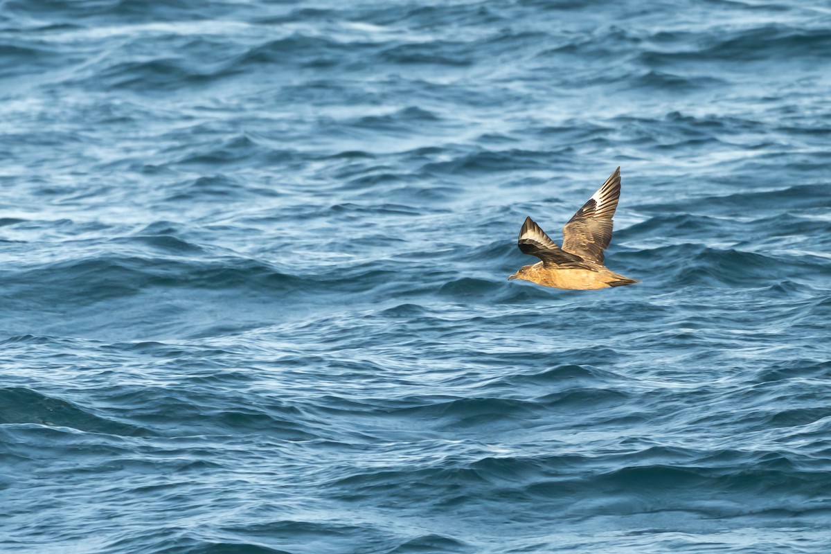 Büyük Korsanmartı - ML652186207