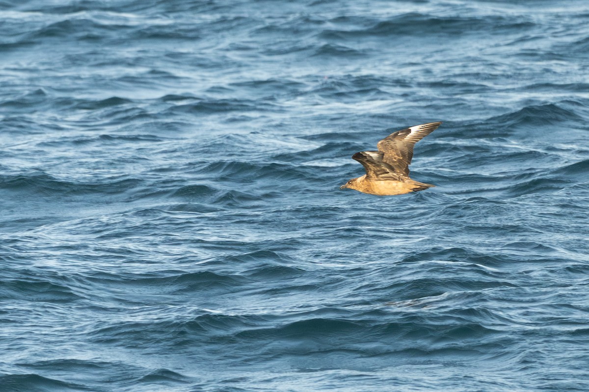 Büyük Korsanmartı - ML652186208