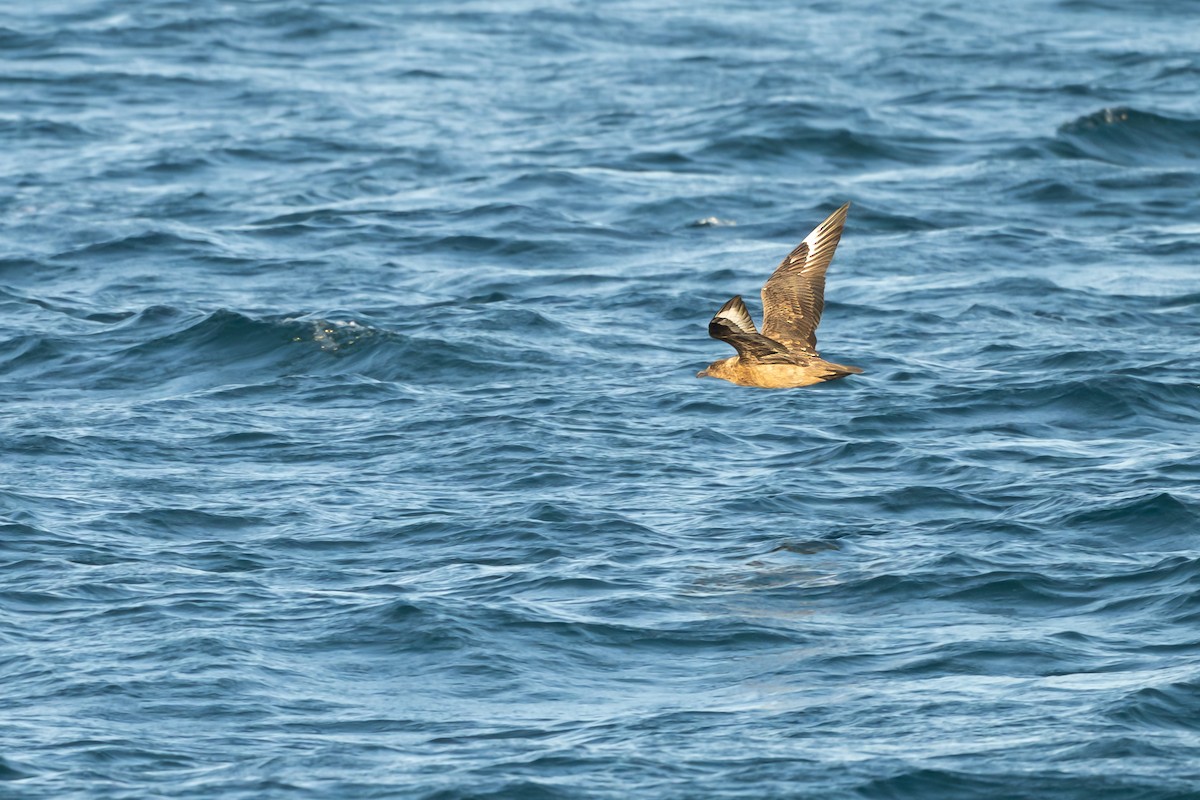 Büyük Korsanmartı - ML652186209