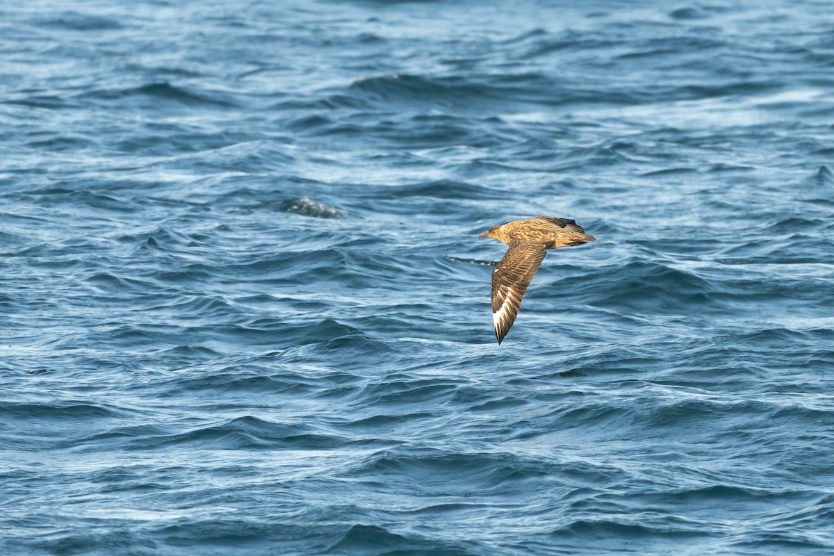 Büyük Korsanmartı - ML652186210