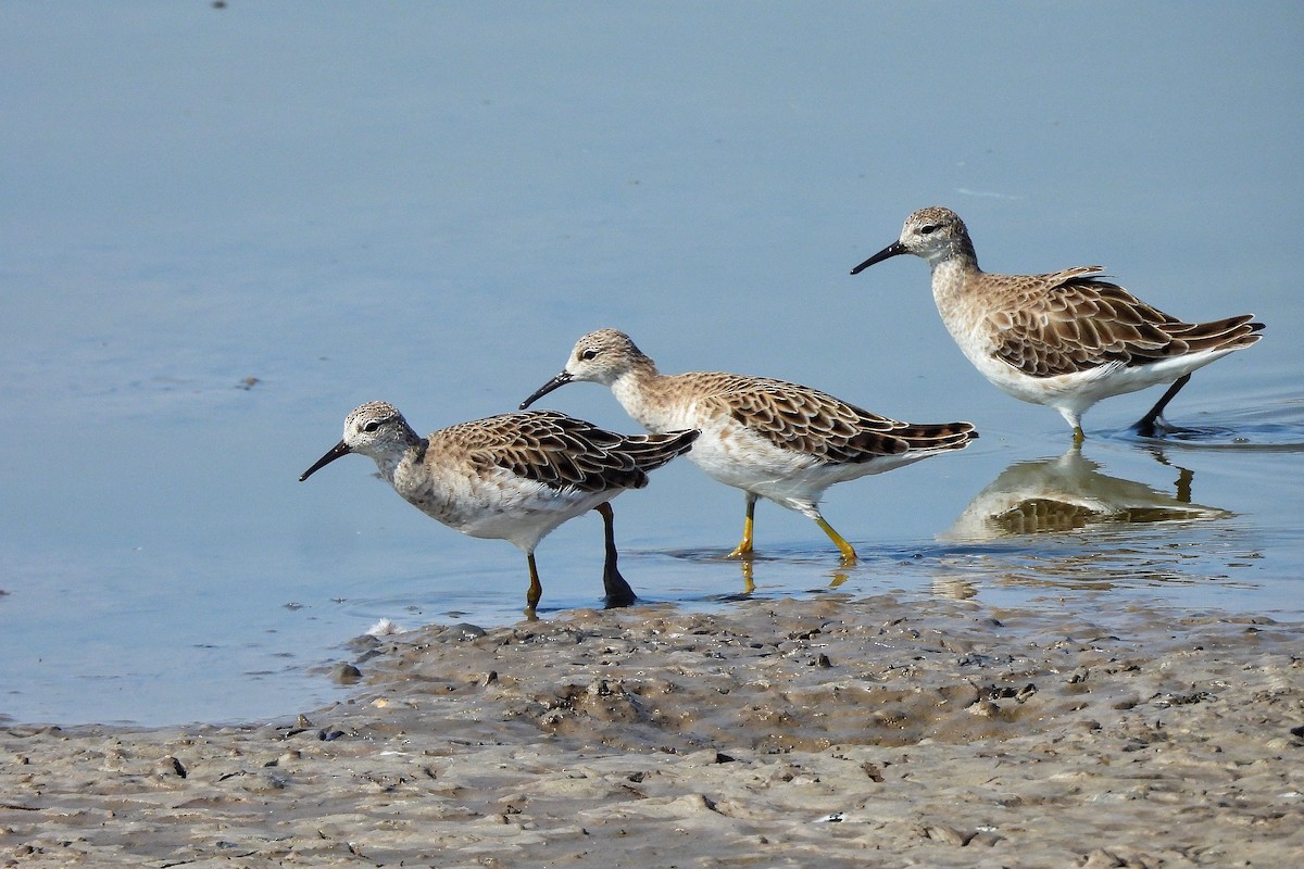 Ноцоо элсэг - ML652186237