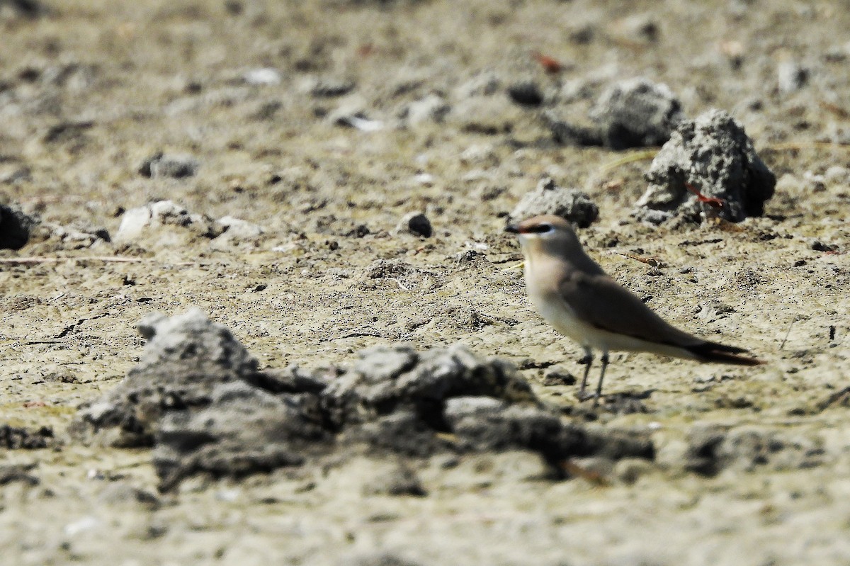 Small Pratincole - ML652186243