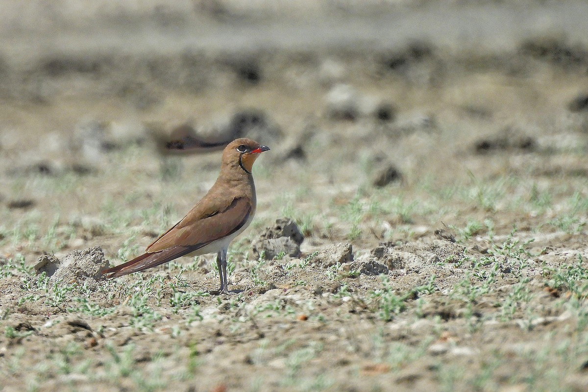 Өнгөт хөгт - ML652186247