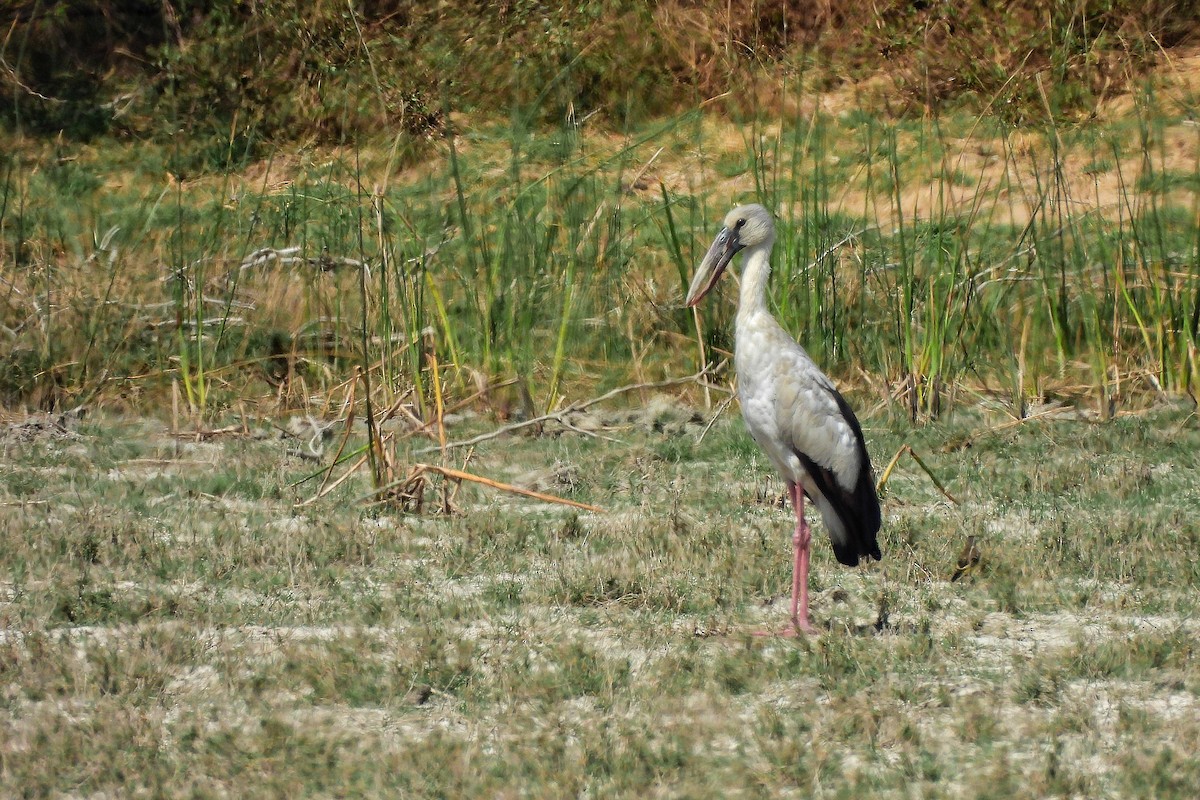 Asian Openbill - ML652186254