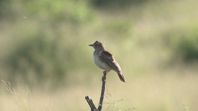 Sabota Lark - ML652186361