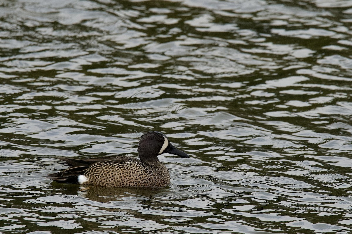 Blue-winged Teal - ML652186437