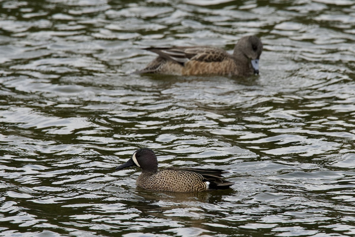 Blue-winged Teal - ML652186438