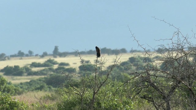 Black Coucal - ML652186482