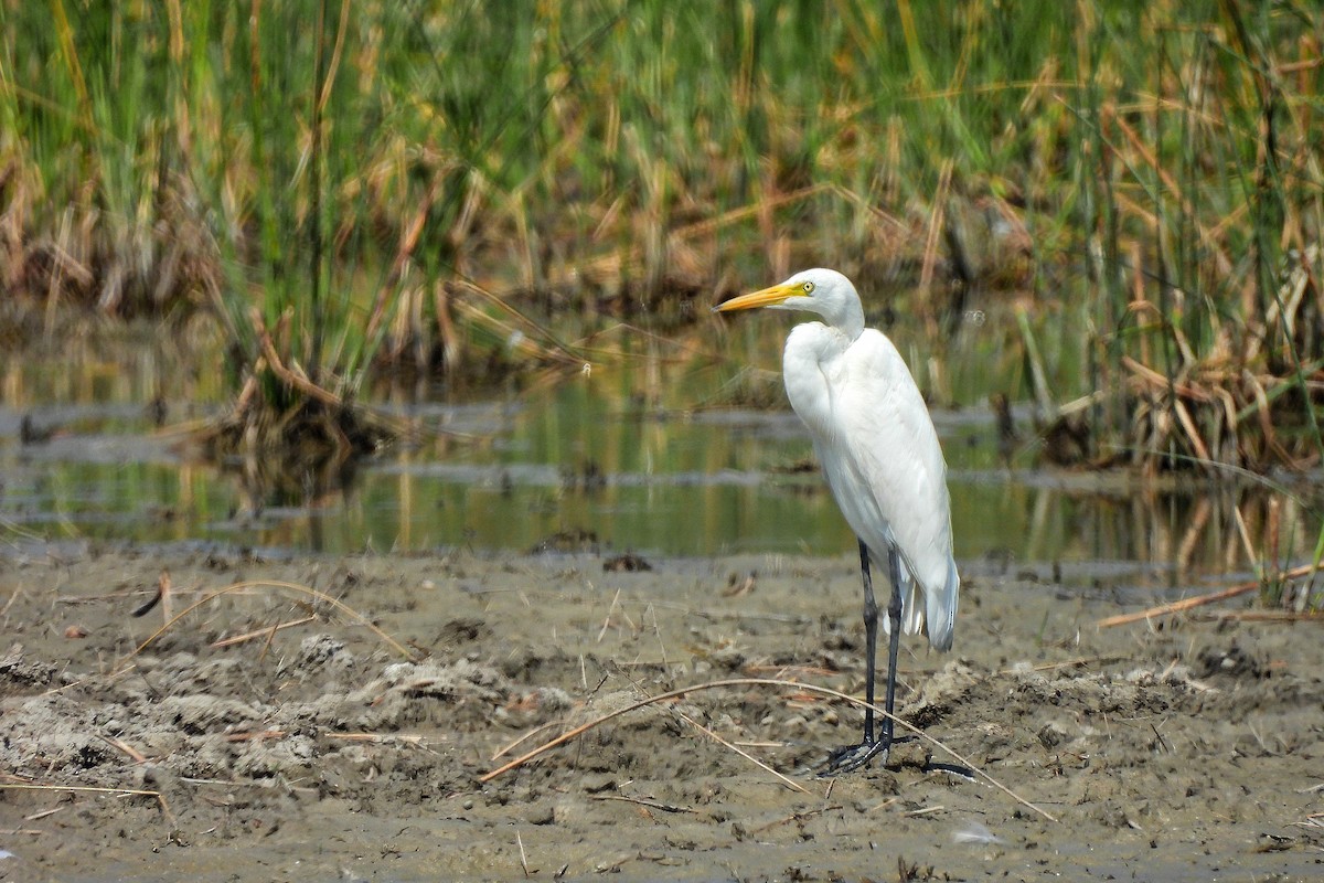 Бэсрэг дэглий - ML652186507