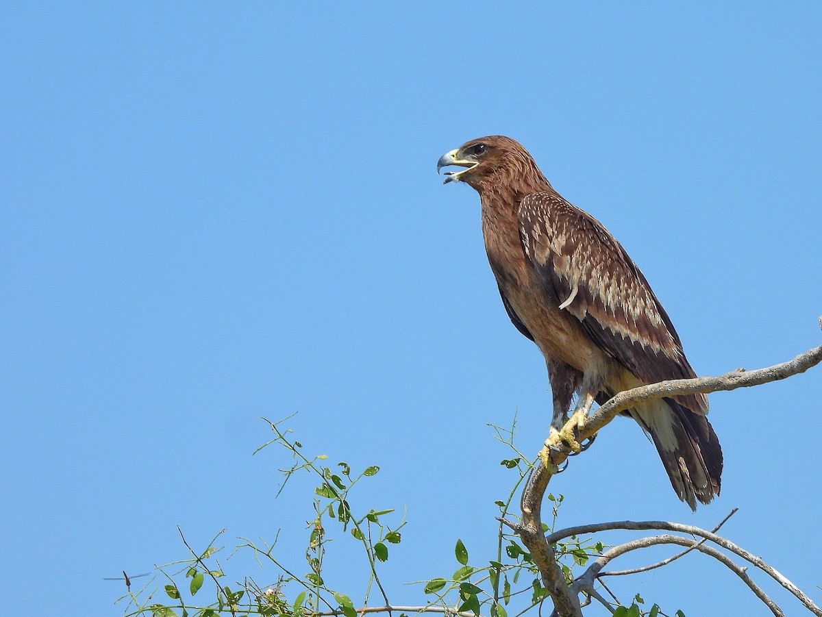 Бор бүргэд - ML652186519