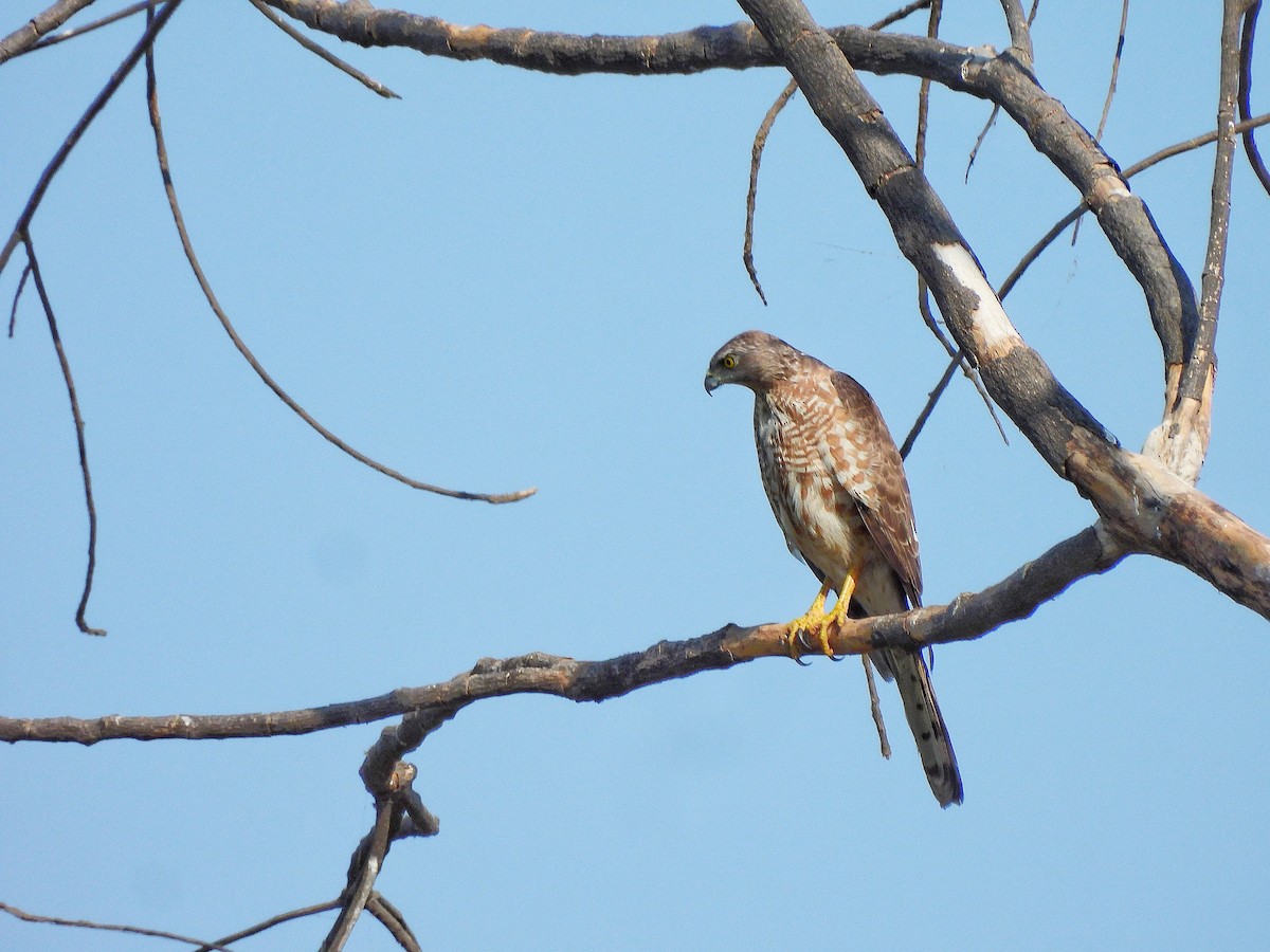 Үүрсээ харцага - ML652186525