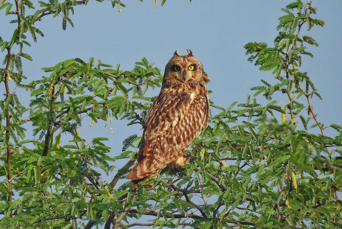 Хулгар гуйванга - ML652186533