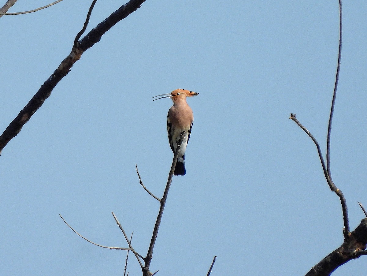 Common Hoopoe - ML652186543