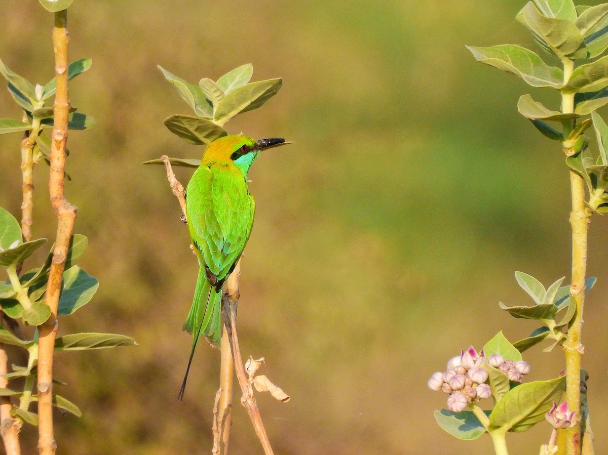 Asian Green Bee-eater - ML652186551