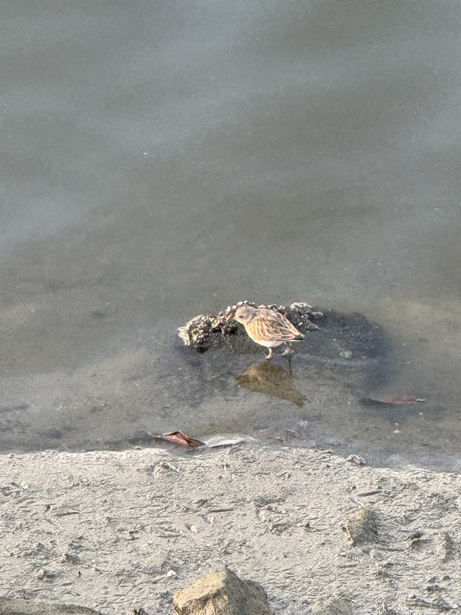 Alaska Kumkuşu - ML652186606