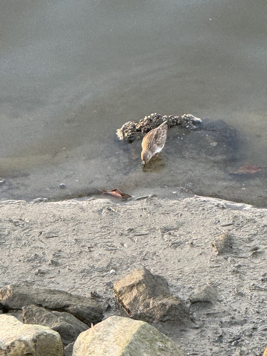 Alaska Kumkuşu - ML652186608